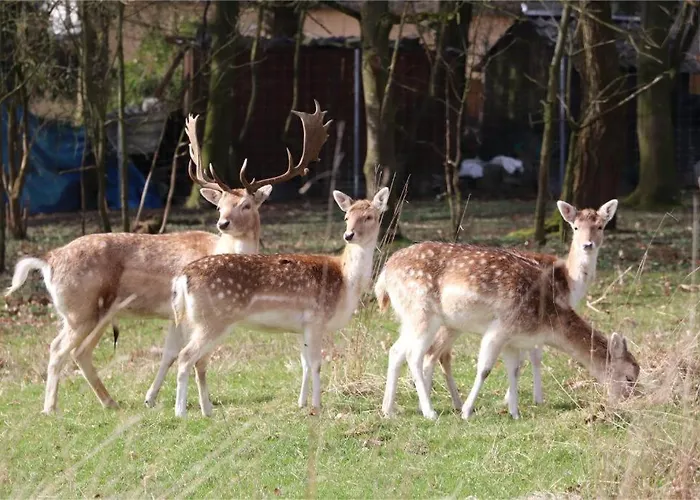 Chateau D'ouffet 30 Personnes Avec Piscine Et Sauna Tatil Evi Ouffet